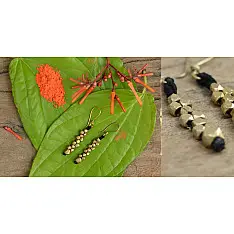 स्वर्णा ❂ Brass Jewellery ❂ Earrings { 4 }